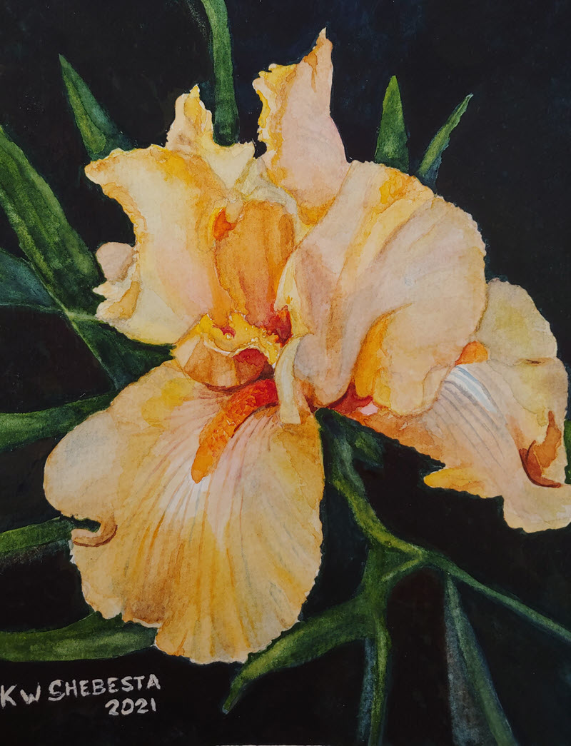 Golden Iris, a watercolor painting by Keith Shebesta
